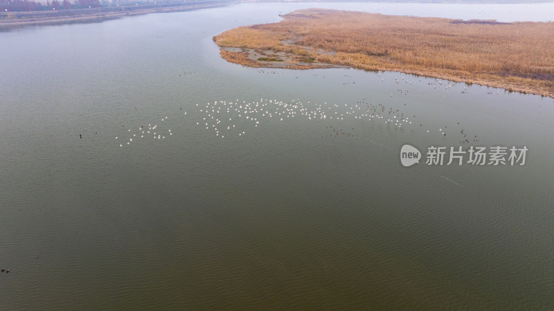 杭州大江东大湾区湿地公园候鸟栖息地