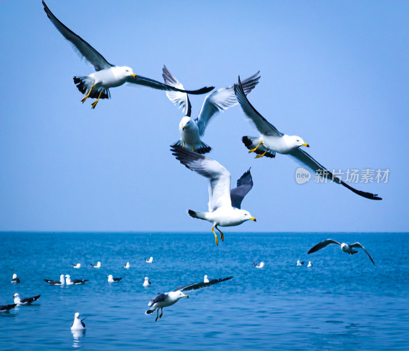 海面上飞翔的海鸥