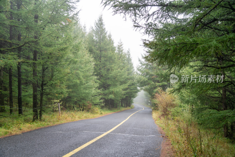 张家口草原公路林间公路