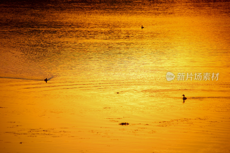 夕阳下水面上的鸟群晚霞