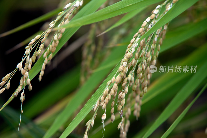 田间还未成熟的水稻稻穗特写