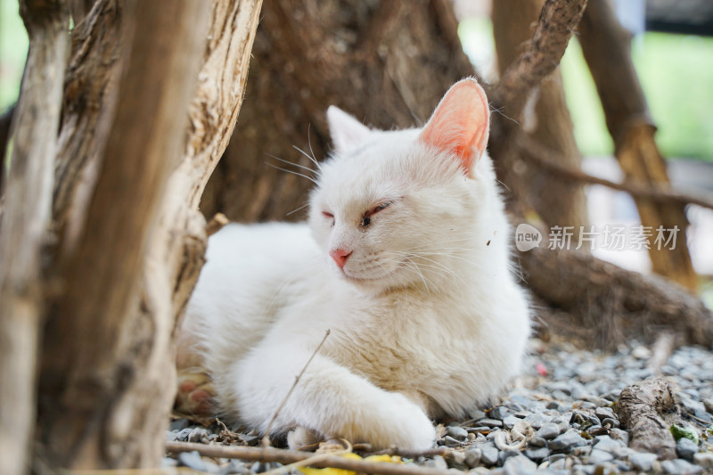 白色的猫躺在街道边休息