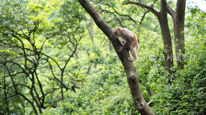 贵阳黔灵山公园树上的猴子