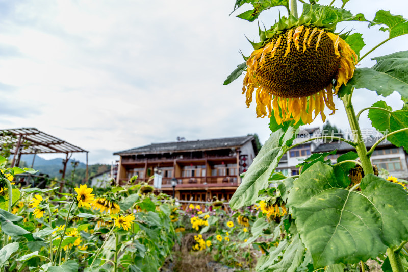 航拍刘基故居的乡村风光