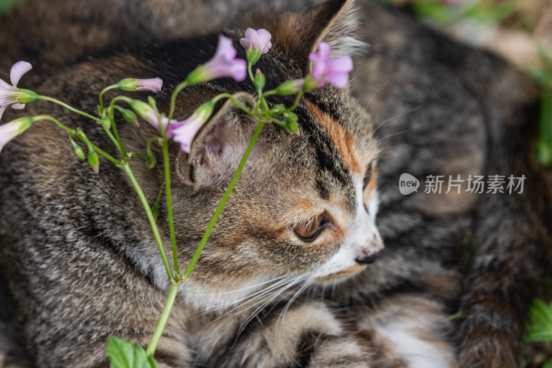 小猫咪、狸花猫、宠物猫