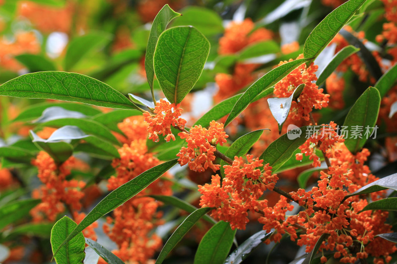 丹桂花枝背景实拍素材