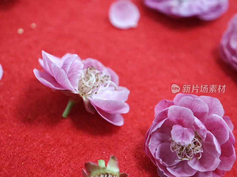 红色背景上的粉色花朵