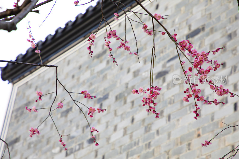 春天江南徽派古建筑梅树梅花盛开