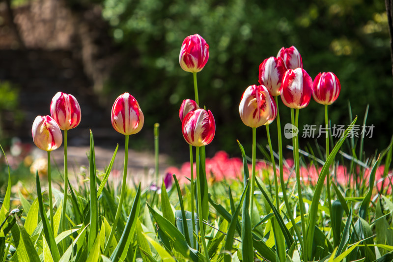 红白相间的郁金香花海