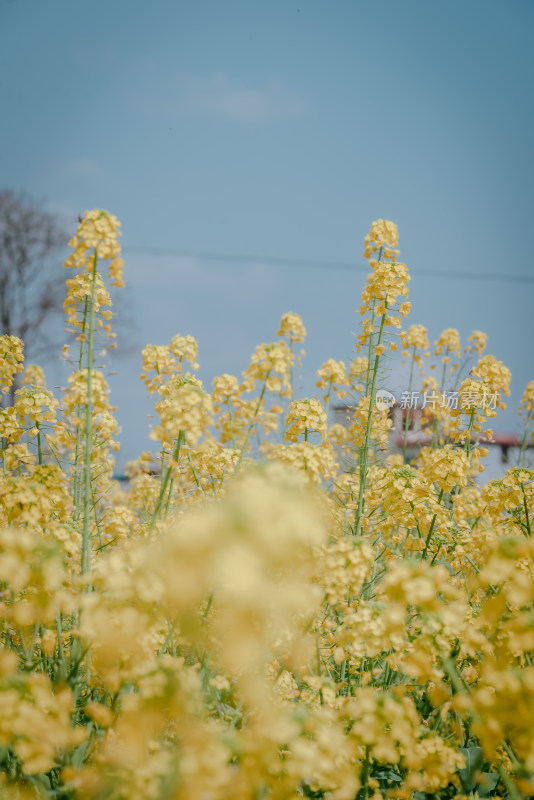 田野间盛开的黄色油菜花