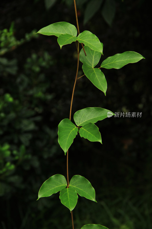 绿色藤蔓植物背景