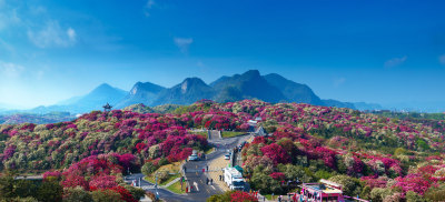 贵州毕节百里杜鹃景区杜鹃花开