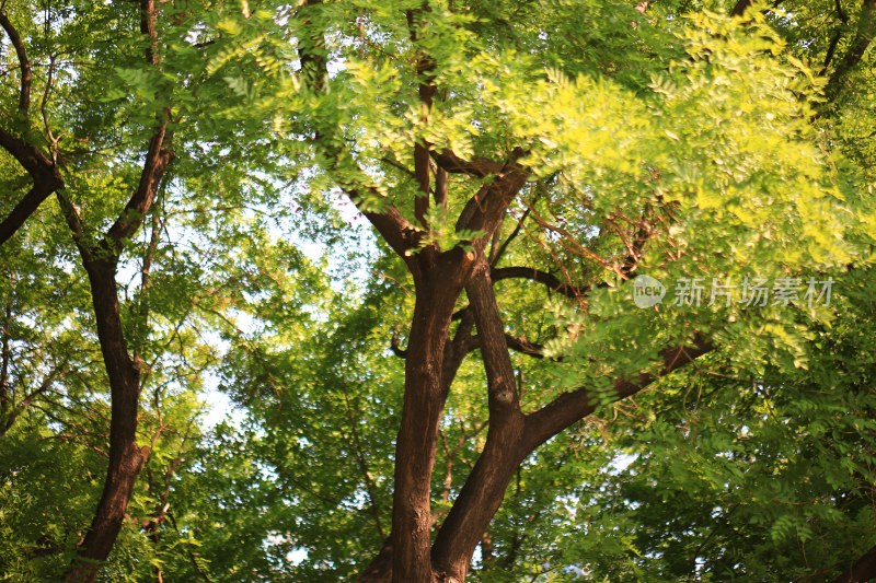 茂密树木枝叶繁茂景象