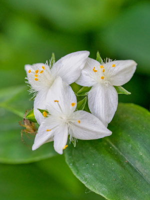 白花紫露草的花朵特写