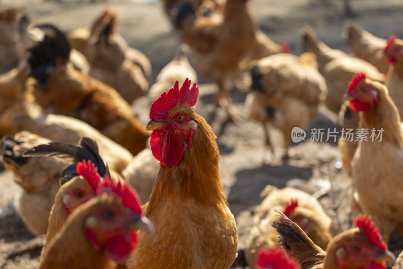 生态养殖养鸡鸡群散养鸡走地鸡