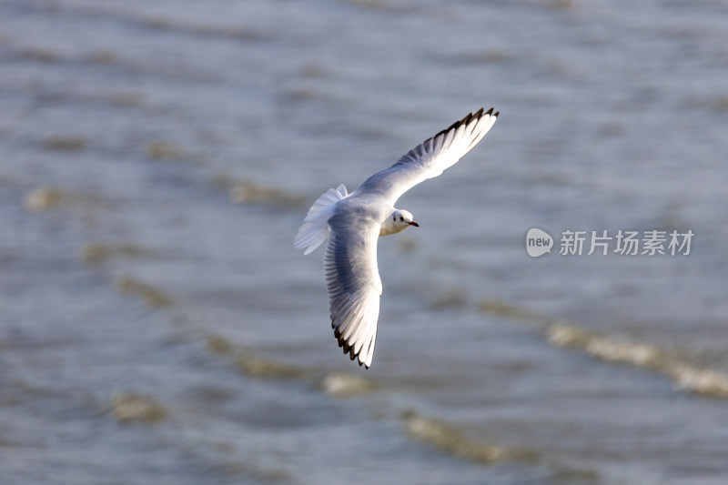 海鸥、红嘴鸥