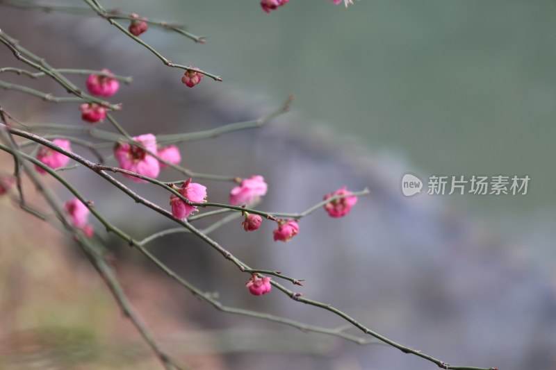 粉色梅花枝特写