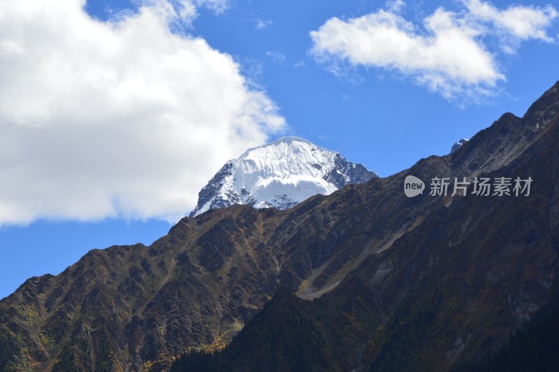 高原上的雪上绿树