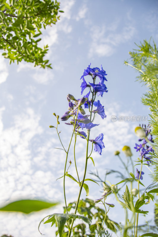 花朵花园壁纸