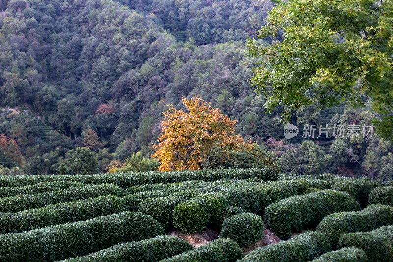 杭州龙井树十里锒铛茶园