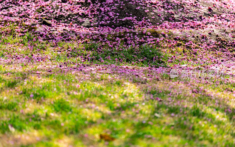 上海莘庄公园莘庄梅园梅花春天景点景观