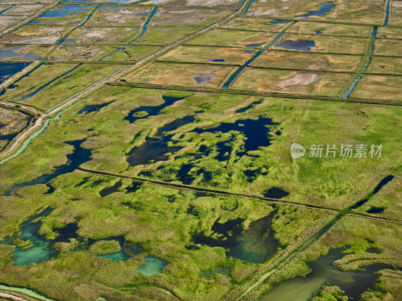 新疆艾比湖湿地