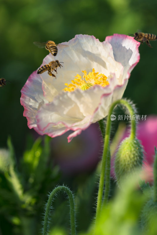 花朵与蜜蜂特写