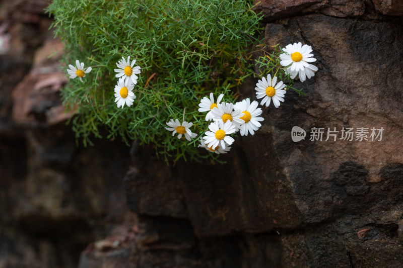 太行山悬崖绝壁上的太行菊03