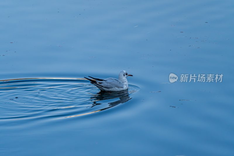 在湖蓝色水中嘻嘻的海鸥