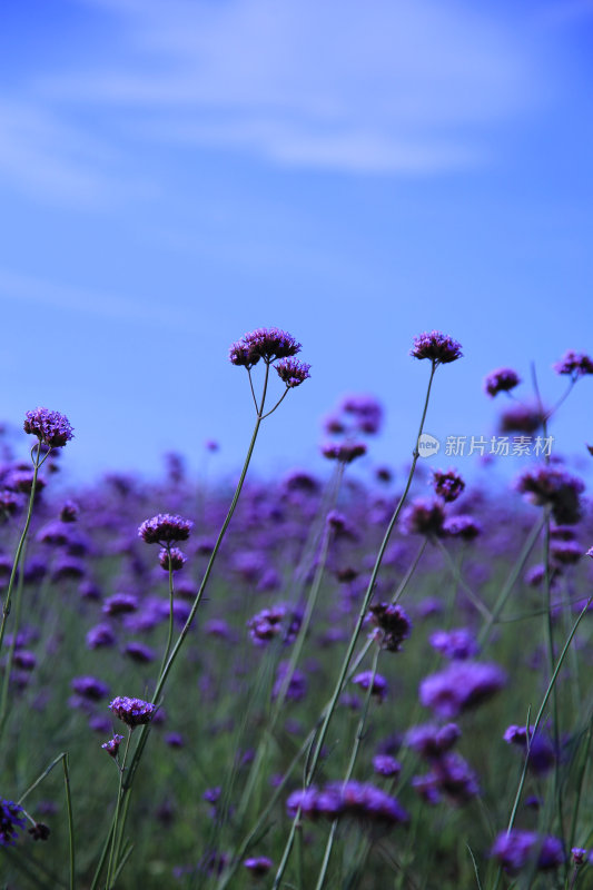 繁花·马鞭草