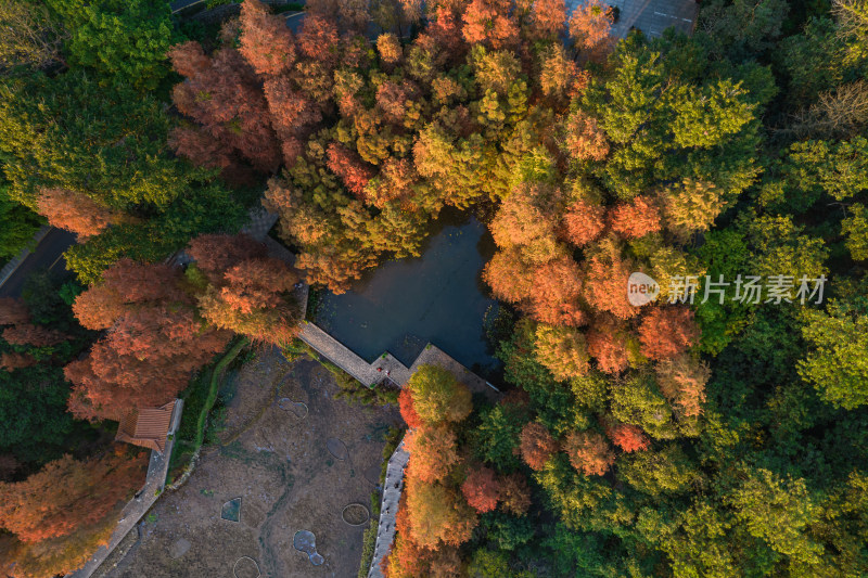 深圳仙湖植物园水杉林秋色