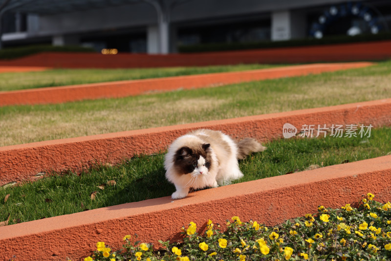 杭州阿里巴巴西溪园区访客中心的布偶猫