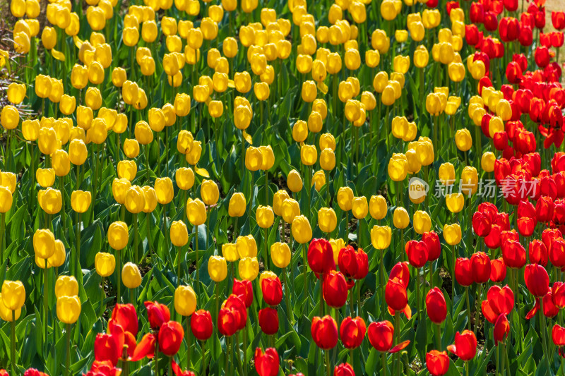 大片郁金香花海景观