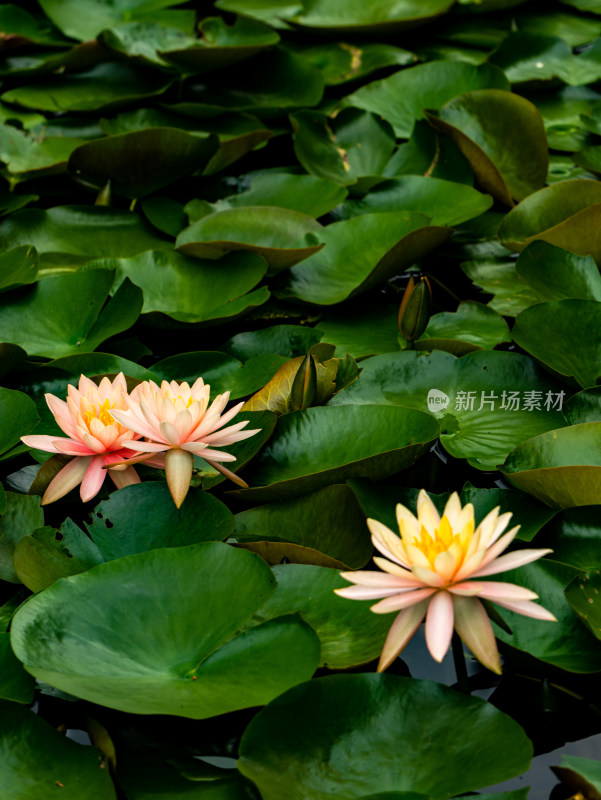 池塘睡莲莲花盛开