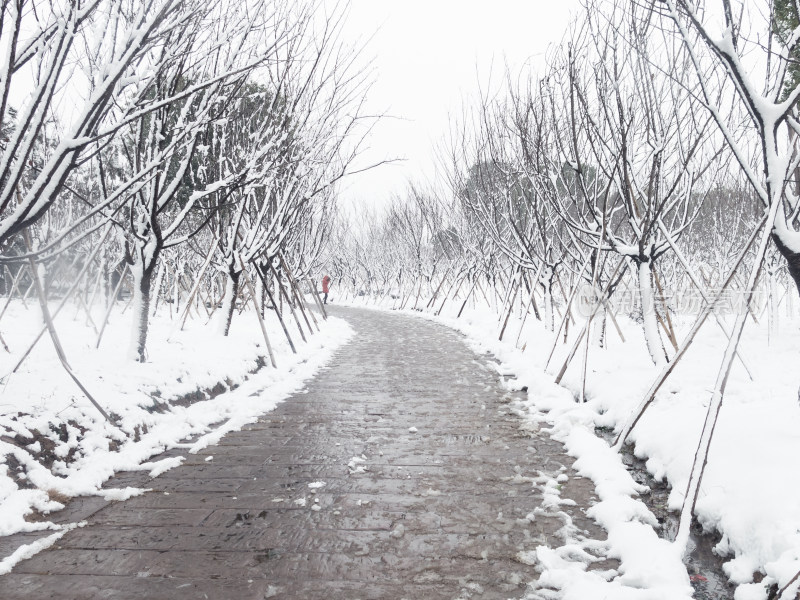 雪后林间小路雪景