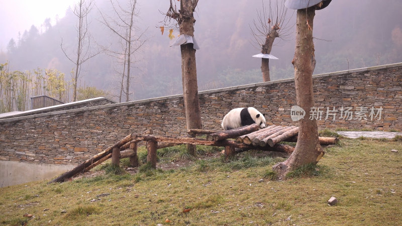 中国四川卧龙熊猫王国