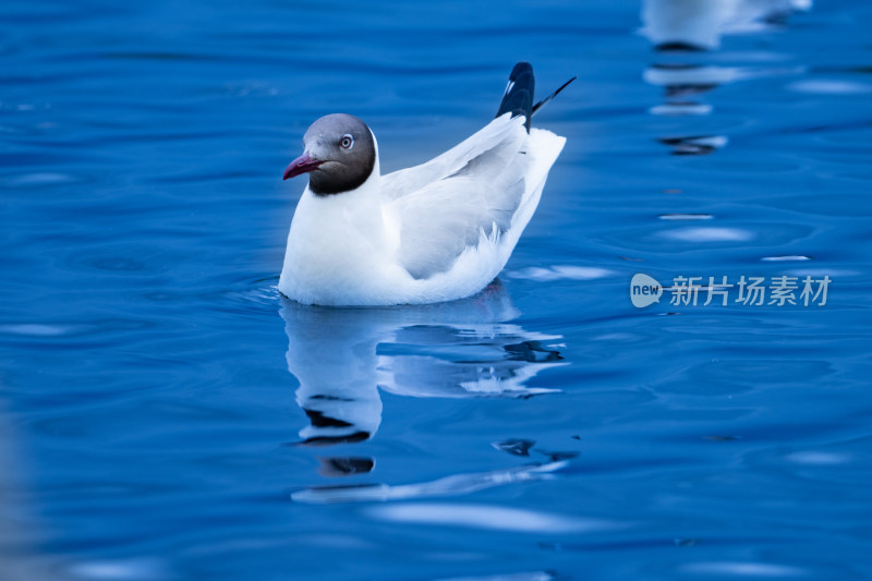 若尔盖花湖景区海鸥