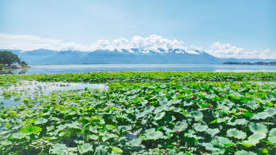 云南大理苍山洱海荷花