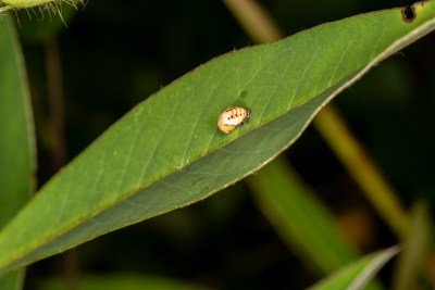 瓢虫蛹昆虫