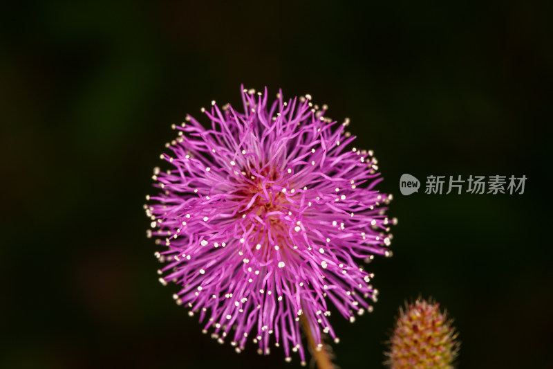 粉色的含羞草花朵