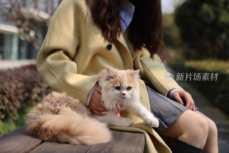 一个美女与宠物英国长毛猫的温馨互动