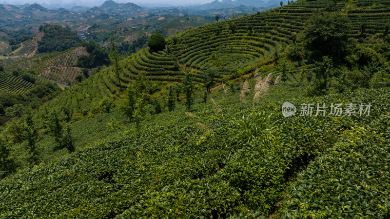 茶叶茶山茶艺茶园采茶茶红茶绿茶春茶茶叶茶