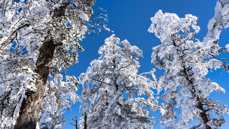 冬季成都西岭雪山的植被植物