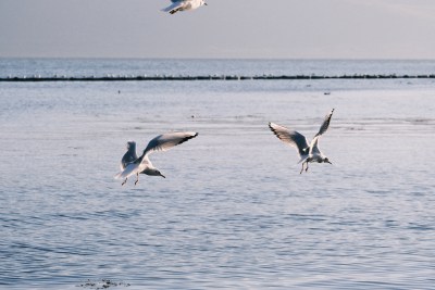 洱海上的飞鸟与西伯利亚海鸥