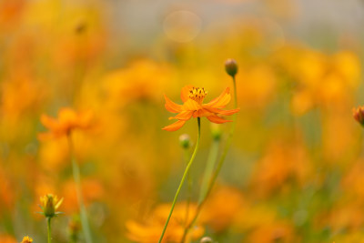 橙色波斯菊花田