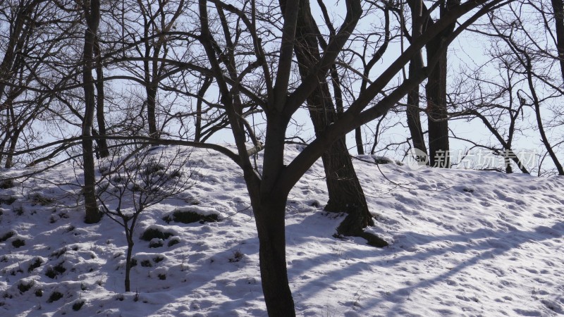 松树雪松冬季松树林山间雪景雾凇