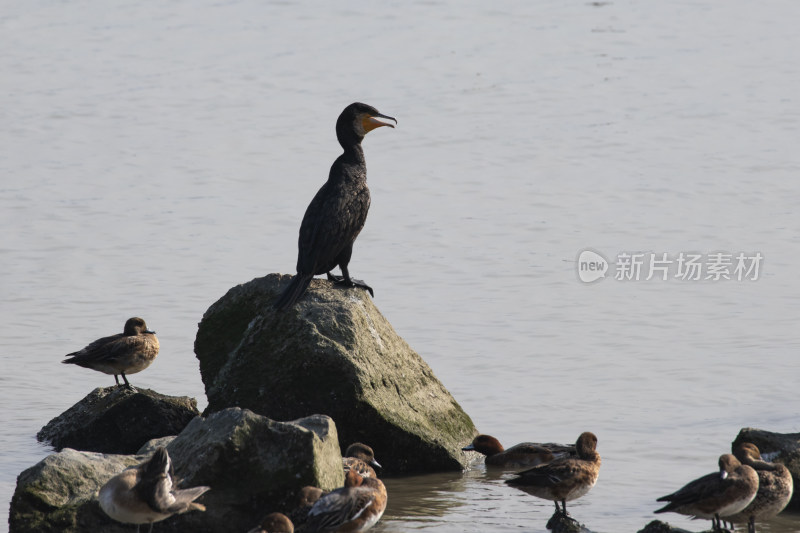 深圳湾候鸟群