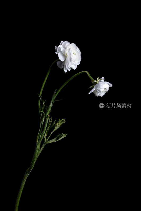 黑色背景上的白色鲜花洋牡丹