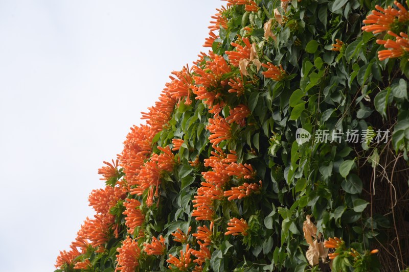 广东东莞：炮仗花正值花期