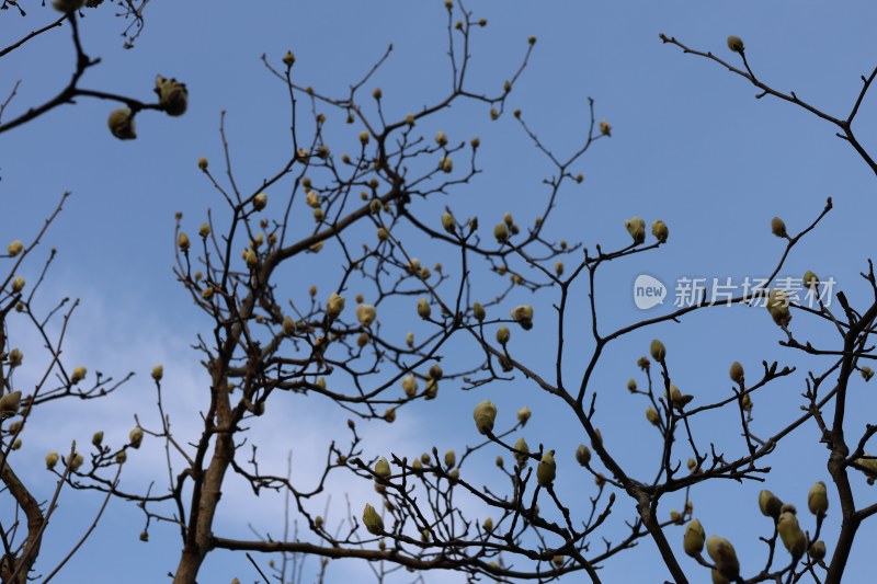 蓝天背景下的玉兰花苞